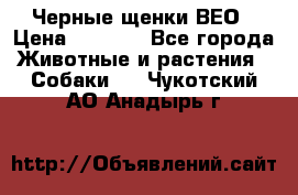 Черные щенки ВЕО › Цена ­ 5 000 - Все города Животные и растения » Собаки   . Чукотский АО,Анадырь г.